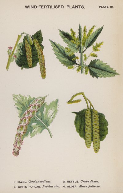 Plantas fertilizadas por el viento de English School
