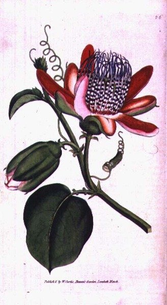 Flor de la pasión alada (Passiflora alata), lámina 66 del 