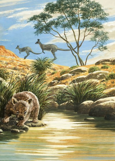 Wombat y canguros de English School
