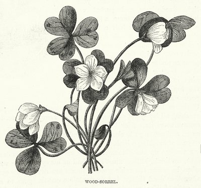 Wood-Sorrel (grabado) de English School