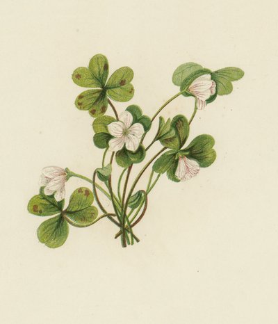 Acedera de los bosques, Oxalis Acetosella de English School