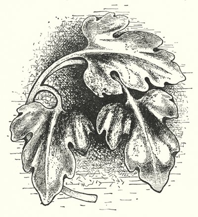 Tallado en madera: Hoja (grabado) de English School