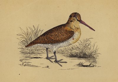 Woodcock (litografía en color) de English School