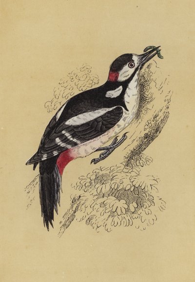 Pájaro carpintero de English School