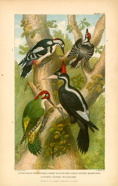 Pájaros carpinteros (litografía en color) de English School
