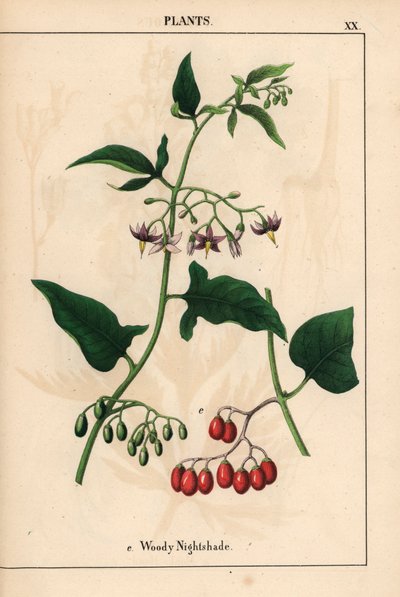 Hierba mora amaderada con flores moradas y frutos rojos   , de "The Instructive Picturebook, or Lessons from the Vegetable World", [Charlotte Mary Yonge], Edimburgo de English School