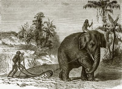Elefante de trabajo en Ceilán de English School