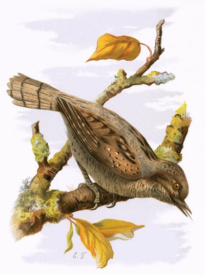 Torcecuello de English School