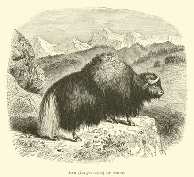 Yak (Bos grunniens) del Tíbet de English School