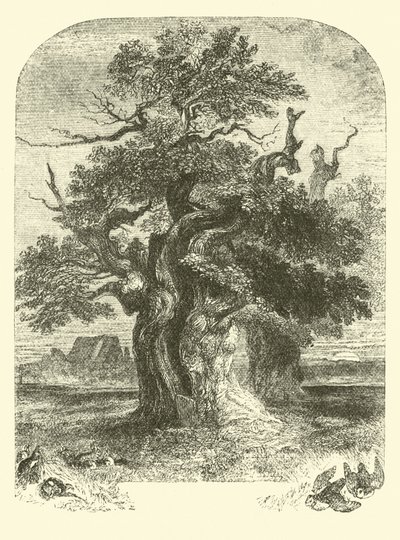 Roble de Yardley de English School
