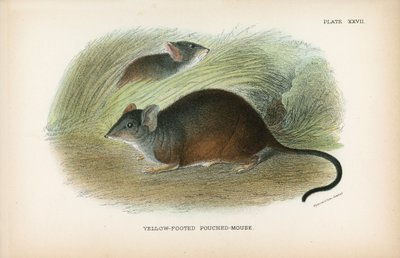 Ratón marsupial de patas amarillas de English School