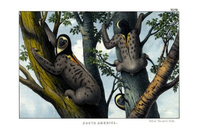 Perezoso de garganta amarilla de English School