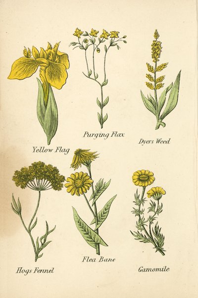 Yellow Flag, Purging Flax, Dyers Weed, Hogs Fennel, Flea Bane, Camomile (litografía en color) de English School