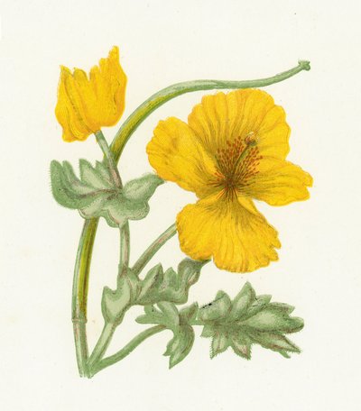 Amapola cornuda amarilla, Glaucium Luteum de English School