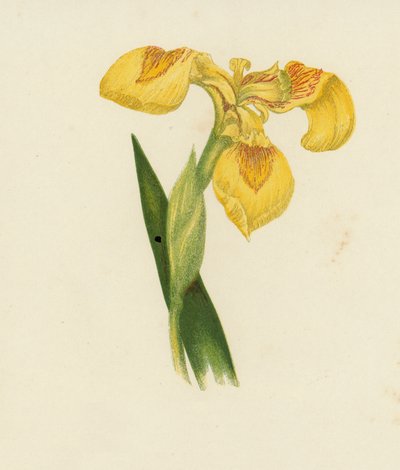 Iris amarillo, Iris Pseudacorus (litografía en color) de English School