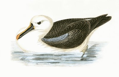 Albatros de nariz amarilla, ilustración de 