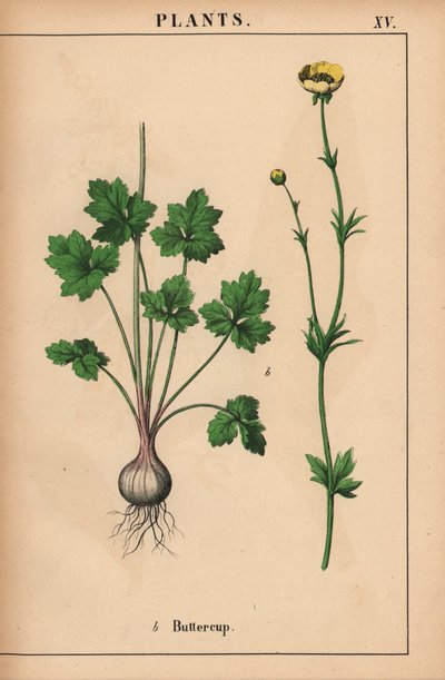 Ranúnculo amarillo  , de "The Instructive Picturebook, or Lessons from the Vegetable World", [Charlotte Mary Yonge], Edimburgo de English School