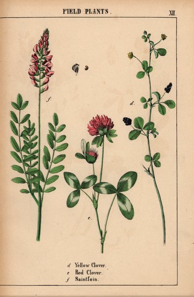 Trébol amarillo, trébol rojo y santofoin o esparceta  , de "The Instructive Picturebook, or Lessons from the Vegetable World", [Charlotte Mary Yonge], Edimburgo de English School