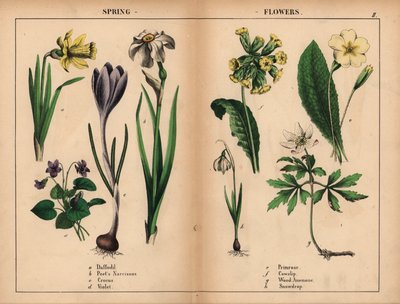Narciso amarillo, narciso blanco del poeta, azafrán púrpura, violeta púrpura, prímula amarilla, prímula amarilla, anémona de madera blanca y campanilla blanca.   , de "The Instructive Picturebook, or Lessons from the Vegetable World", [Charlotte Mary Yonge de English School