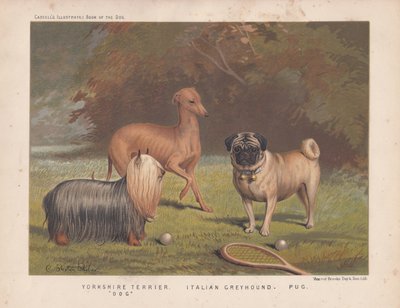 Yorkshire terrier, galgo italiano y carlino con raqueta de tenis y pelotas. de English School