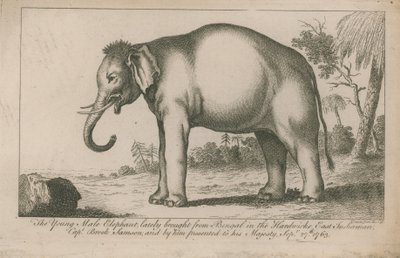 Elefante macho joven de English School