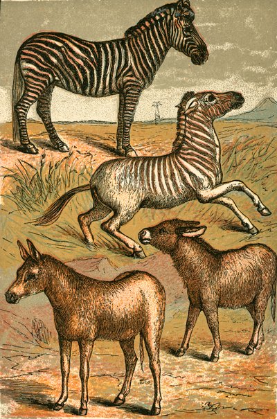Cebra, Asno Salvaje, Quagga y Asno Común de English School