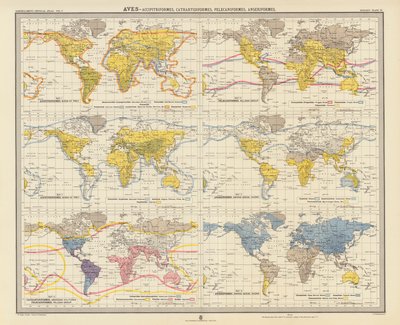 Zoogeografía: Aves, Accipitriformes, Catartidiformes, Pelecaniformes, Anseriformes (litografía en color) de English School
