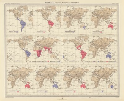 Zoogeografía: Mammalia, Edentata, Marsupialia, Monotremata (litografía en color) de English School
