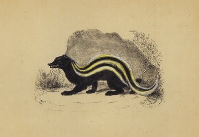 Zorilla (litografía en color) de English School