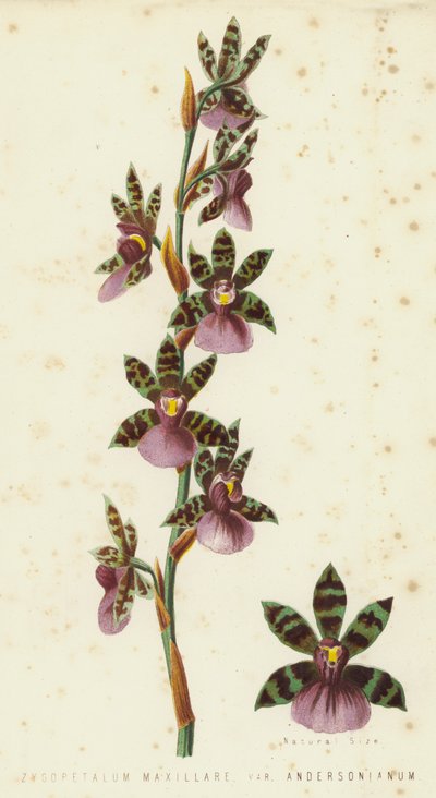 Zygopetalum Maxillare, Var Andersonianum de English School