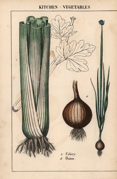 , de "The Instructive Picturebook, or Lessons from the Vegetable World", [Charlotte Mary Yonge], Edimburgo de English School