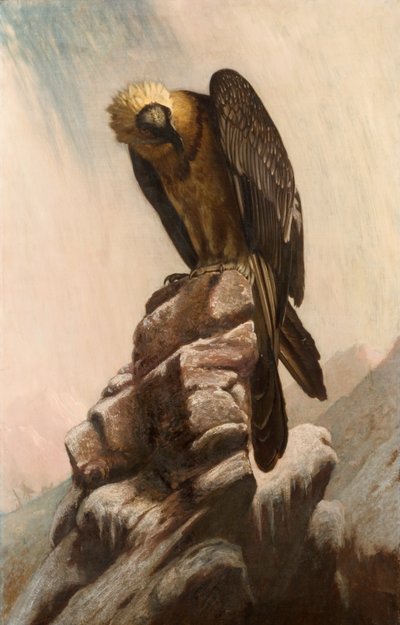 Águila en el acantilado de English School English School