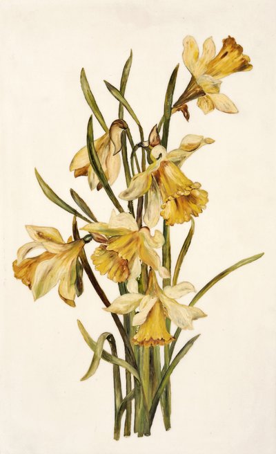 Naturaleza muerta, narcisos de English School English School