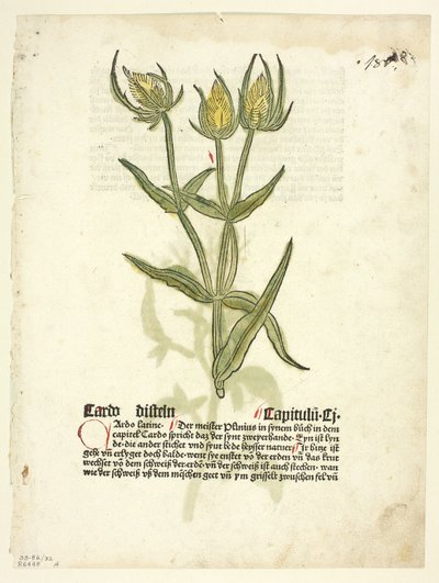 Cardo (recto) y brotes de cardo (verso) de Gart Der Gesundheit (también llamado Hortus sanitatis, o Jardín de la Salud), Lámina 32 de xilografías de libros del siglo XV de Erhard Reuwich