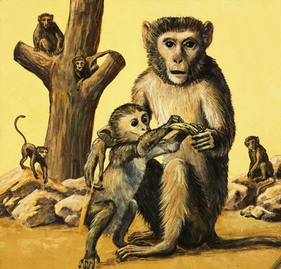 Mono Rhesus de Eric Tansley