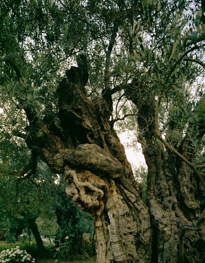 Antiguos olivos en el Jardín de Getsemaní, Valle del Cedrón, Jerusalén, Israel (foto) de Erich Lessing