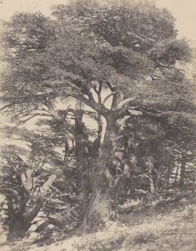 Groupe de Cèdres de Mt. Liban / [Grupo de Cedros, Monte Líbano]. de Ernest Benecke