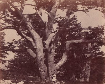 Monte Líbano. Tronco de uno de los cedros de Salomón de Ernest Benecke