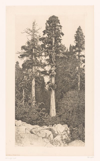 auge de la secoya bebé secoya de Ernest Haskell (signed by artist)