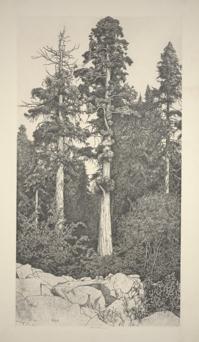 Bebé Sequoia de Ernest Haskell