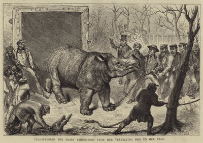 Transfiriendo el rinoceronte peludo de su jaula de viaje a su jaula de Ernest Henry Griset