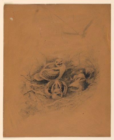 Pájaros de Ernest Thompson Seton
