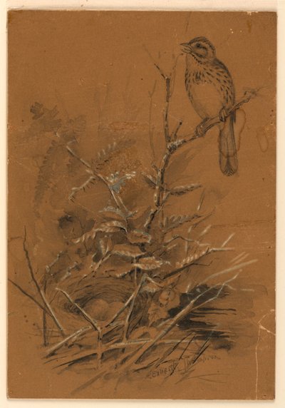 Gorrión cantor de Ernest Thompson Seton