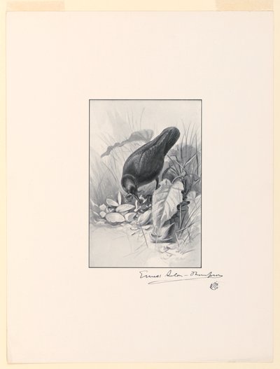 El Mango de una Taza de China, la Joya de la Colección de Ernest Thompson Seton