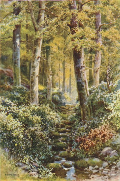 Fairlight Glen (litografía en color) de Ernest William Haslehust