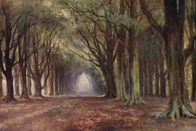 The Beech Avenue, Thoresby (litografía en color) de Ernest William Haslehust