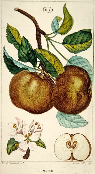 Manzano, grabado por Lambert, c.1820 de Ernestine (after) Panckoucke