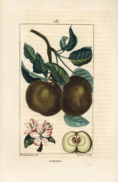 Manzano - Manzana, Malus domestica, con rama, hoja, fruto, flor y fruto maduro en sección mostrando semillas. Grabado en cobre a mano coloreado por Lambert Junior de un dibujo de Ernestine Panckoucke de 
