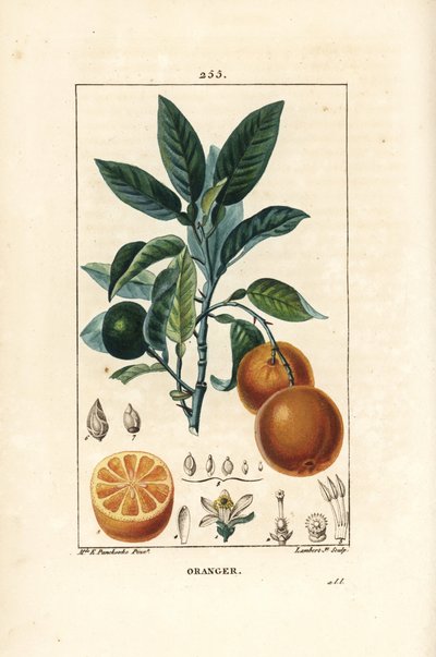 Bigaradier, Naranja, Citrus aurantium, con rama, hoja, flor, fruto maduro e inmaduro, y sección a través del fruto. Ilustración de La Flore Medicale de Ernestine Panckoucke