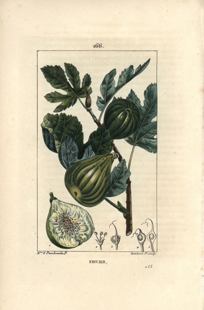 Rama de higuera con higos de Ernestine Panckoucke